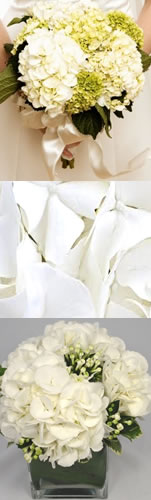 white hydrangea care tips